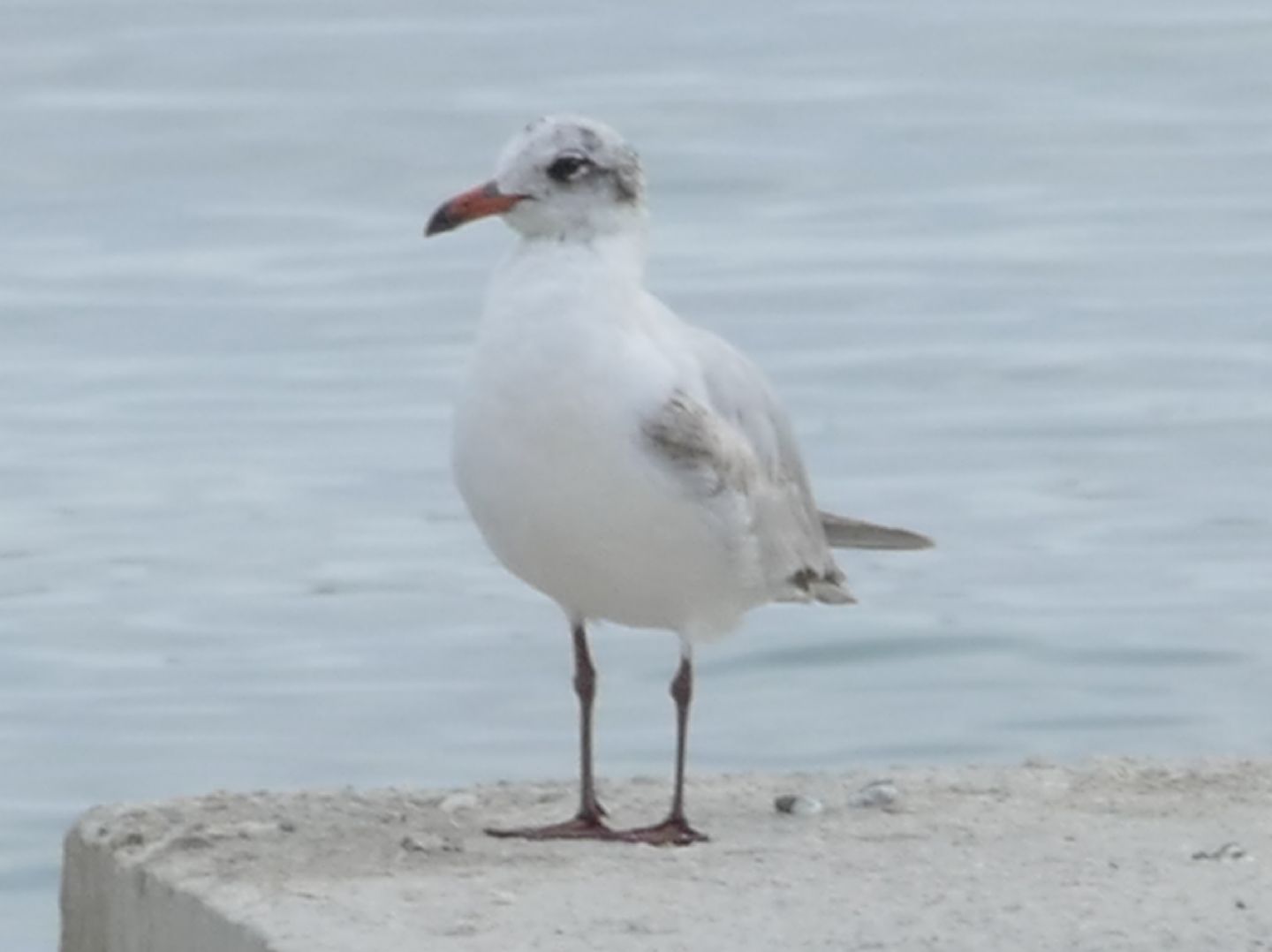 Aiuto identificazione gabbiano